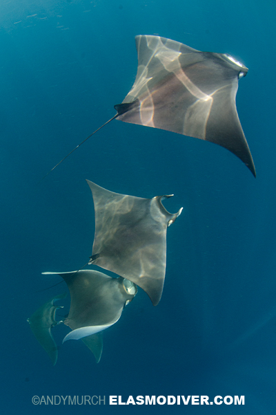 Lesser Devil Ray or Atlantic ray pictures of Mobula hypostoma atlantic devil ray diagram 